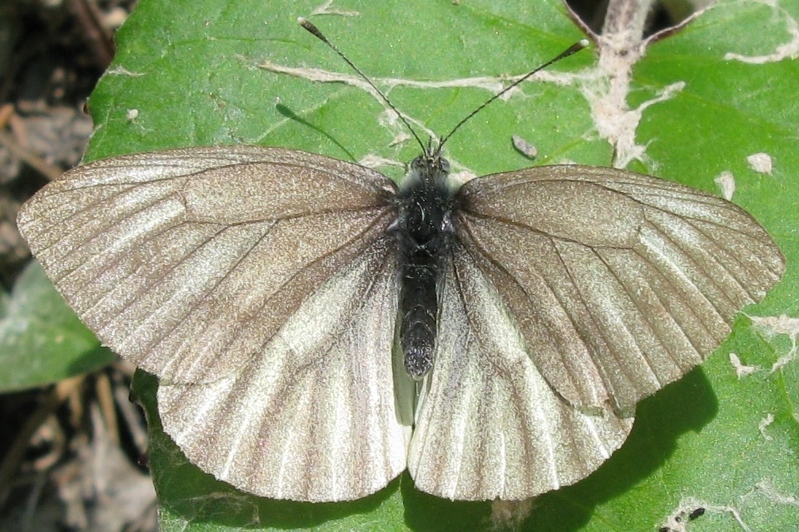 Pieris bryoniae, Pieridae